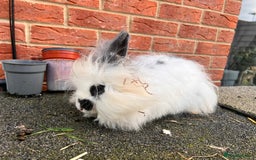 Angora rabbits for sale: Rabbits for adoption - Urgent - Image 9