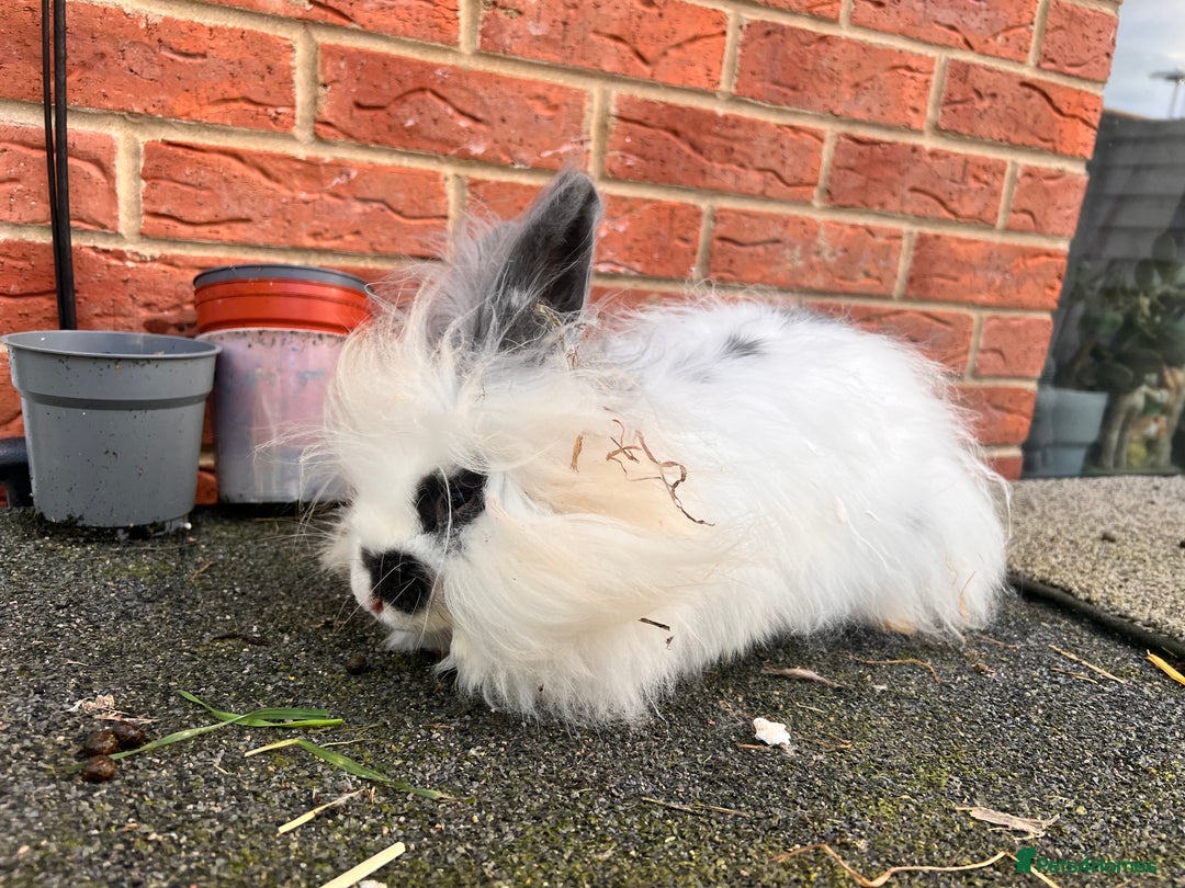 Angora rabbits for sale: Rabbits for adoption - Urgent - Image 9