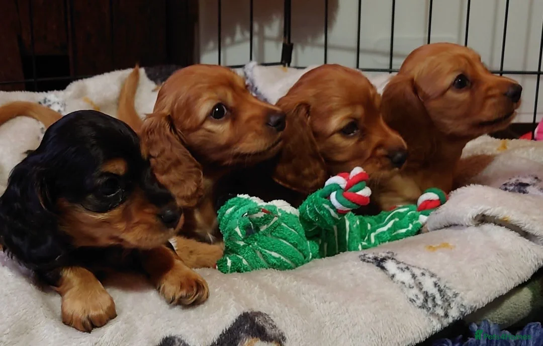 Miniature Dachshund dogs for sale: KC Registered Mini Long Haired Dachshund Pups - Advert 8