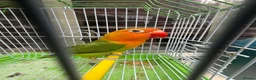 Lovebirds birds for sale: Pair lovebirds - Advert 4