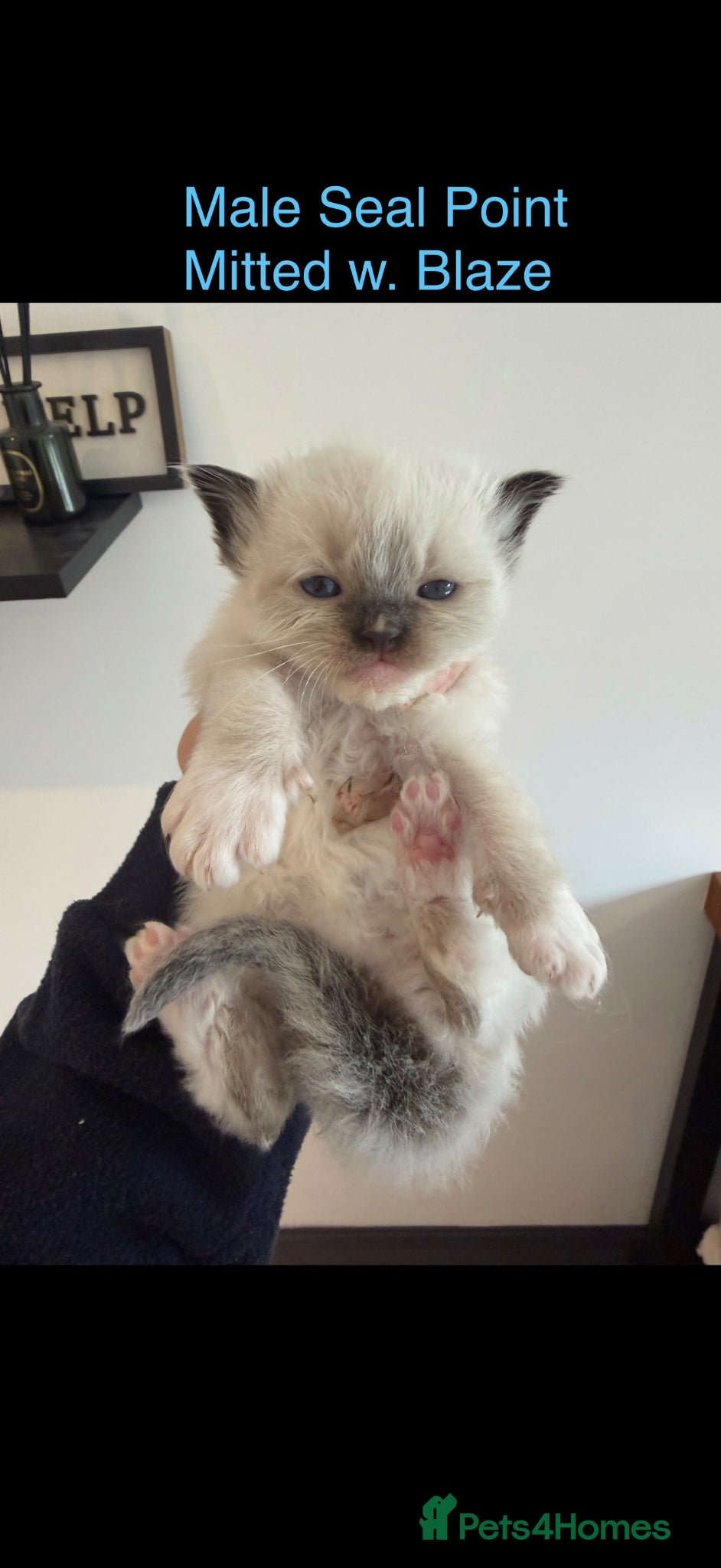 Ragdoll cats for sale: Pedigree Ragdoll Kittens - Advert 11