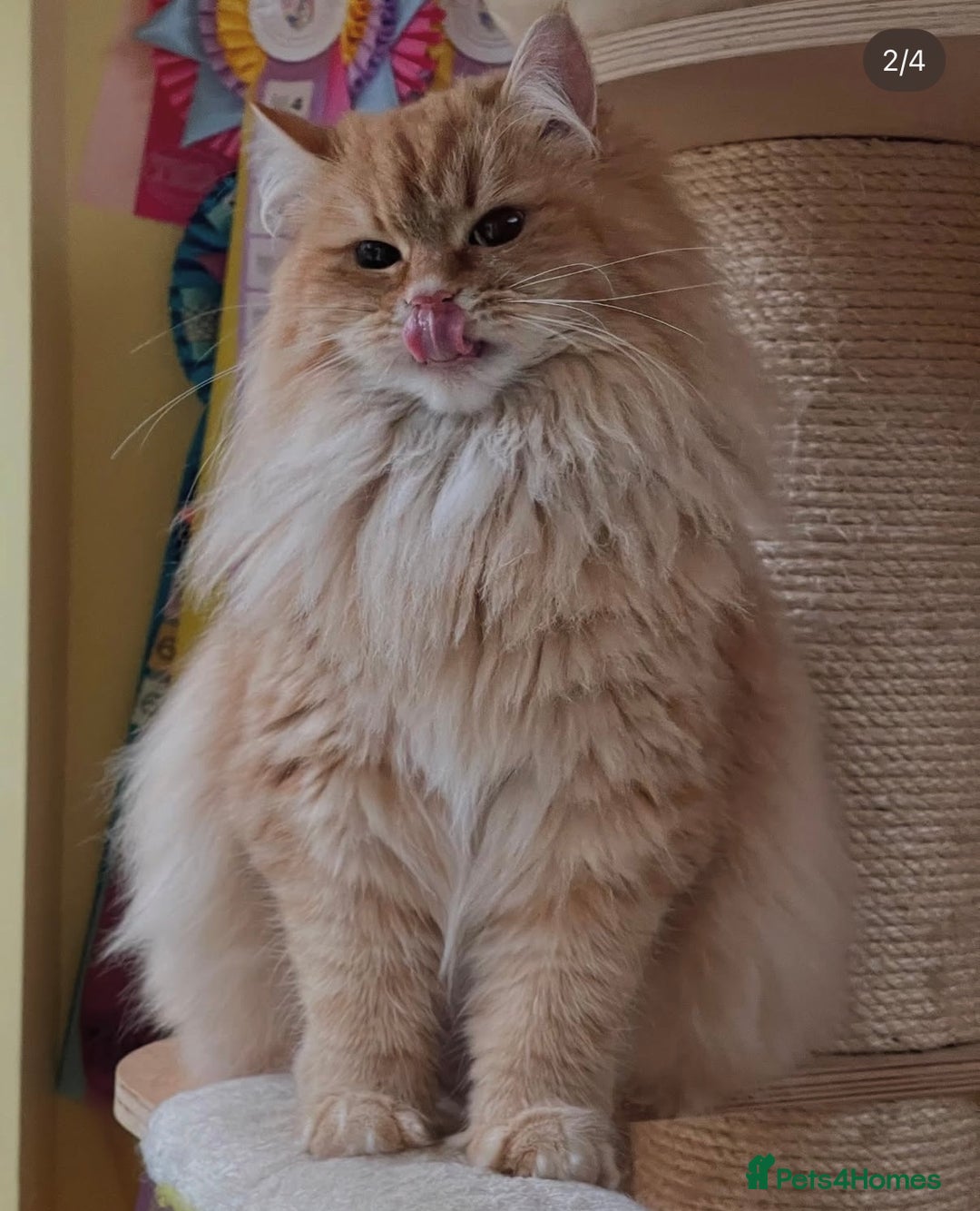 Siberian cats for sale: Red Female Siberian - Image 3