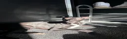 Whippet dogs for stud: Jett Black - Advert 22