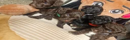 Cockapoo dogs for sale: 🐾💕 BEAUTIFUL COCKAPOOIES  💕🐾 - Advert 15