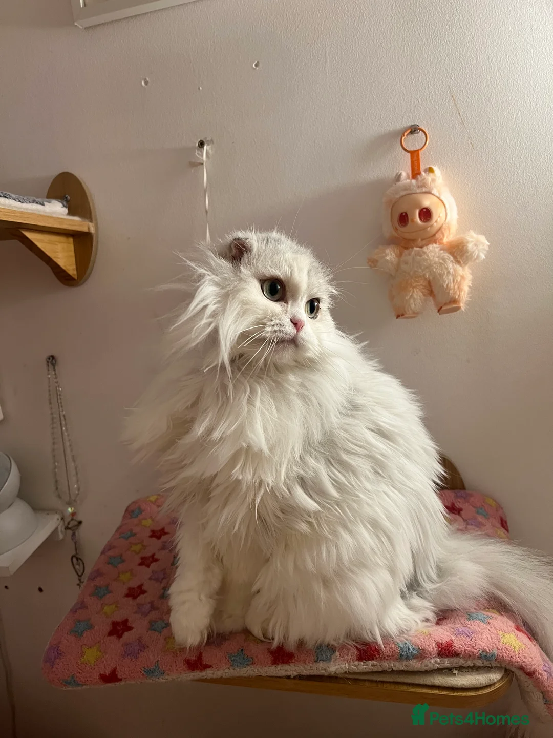 Scottish Fold cats for sale: Gorgeous Scottish Fold Girl - Advert 3