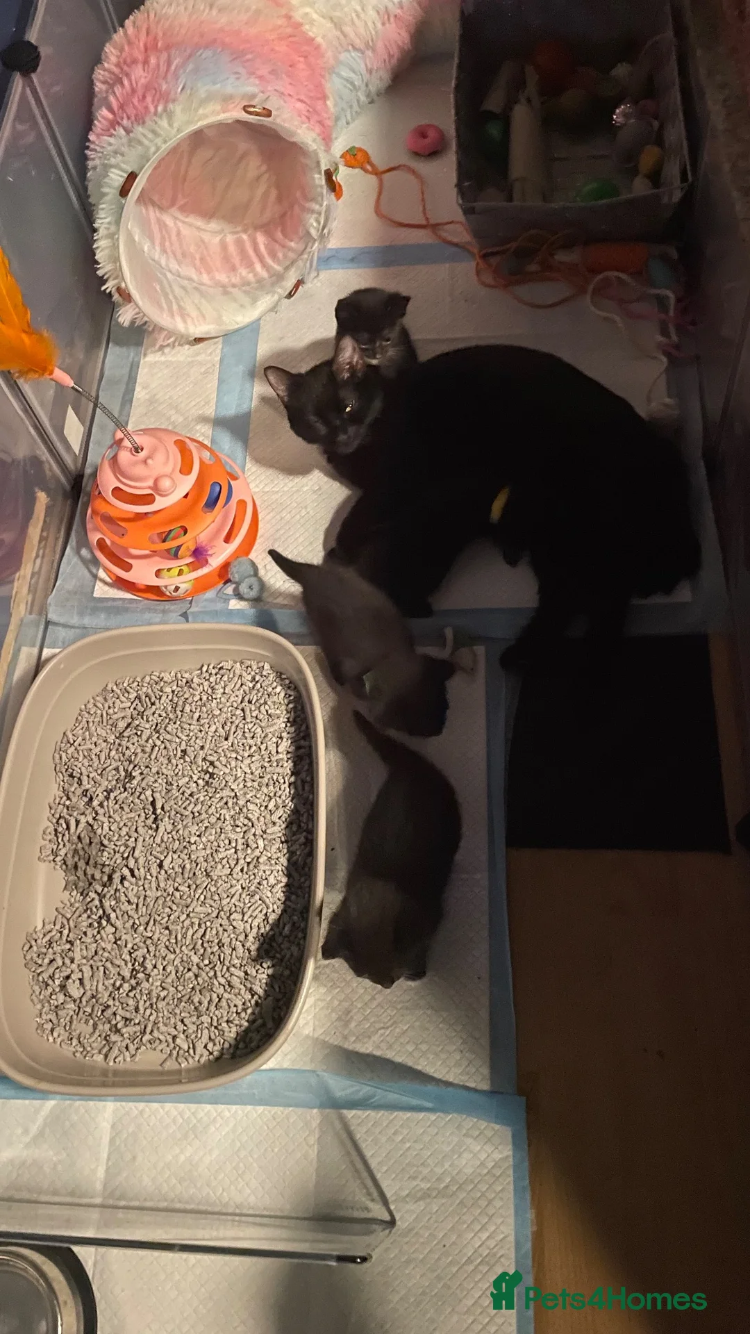 Mixed Breed cats for sale: 2 female kittens looking for loving home - Advert 2