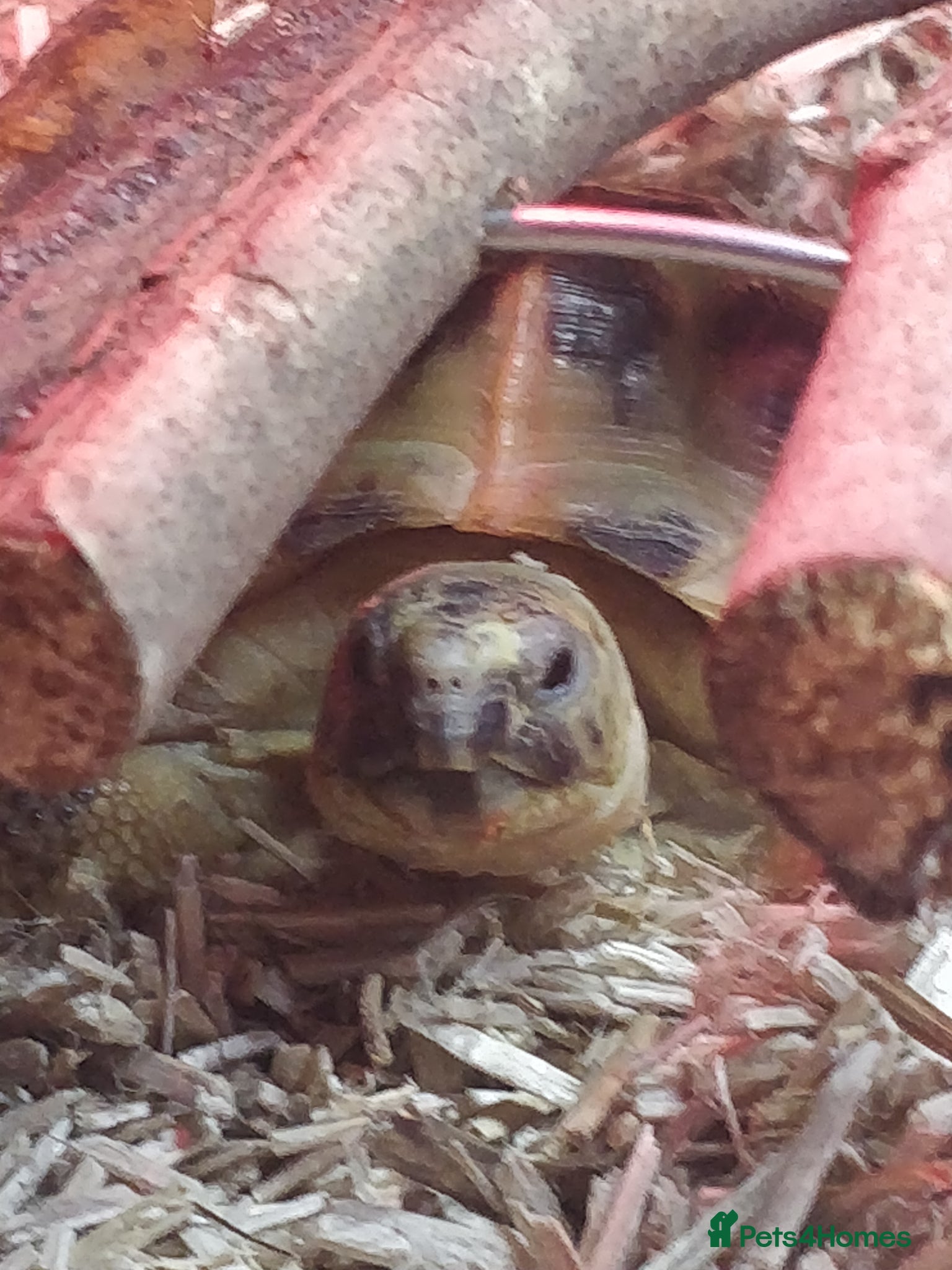 Tortoise reptiles for sale: Horsfield Tortoise Unsexed + Vivarium - Advert 1