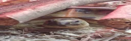 Tortoise reptiles for sale: Horsfield Tortoise Unsexed + Vivarium in Newcastle upon Tyne - Advert 1