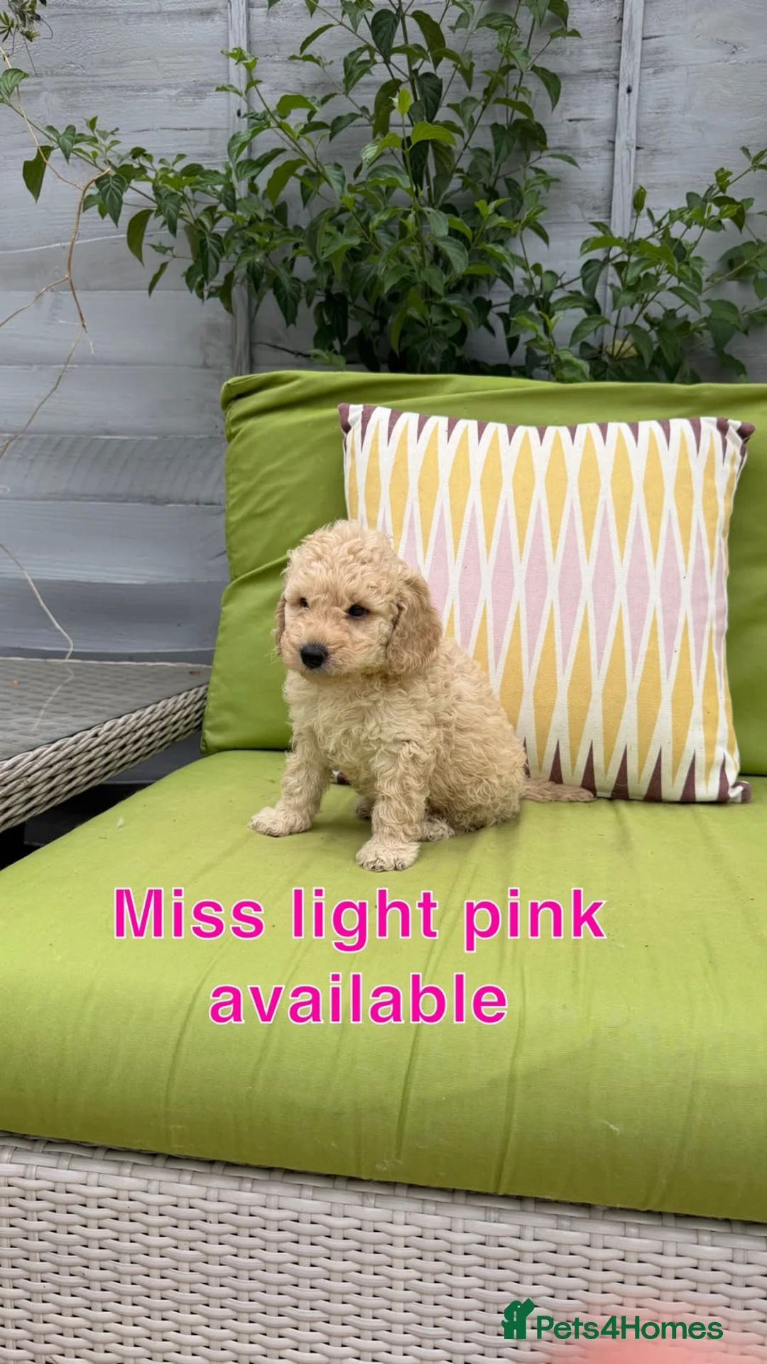 Labradoodle dogs for sale: Miniature F1BB labradoodles parents DNA TESTED  - Advert 2