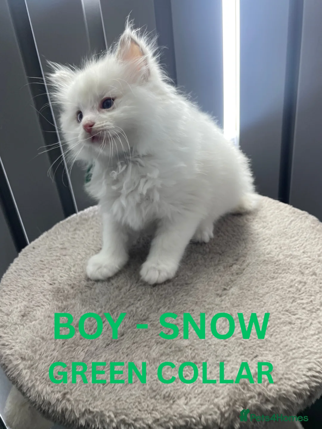 Ragdoll cats for sale: 4 lovely Blue Lynx Bicolour Ragdolls Kittens - Advert 4