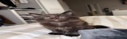 Maine Coon cats for sale: Maine coon kittens TICA REGISTERED  - Advert 6