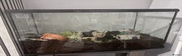 Snails invertebrates for sale: Giant African Land Snails - Advert 7
