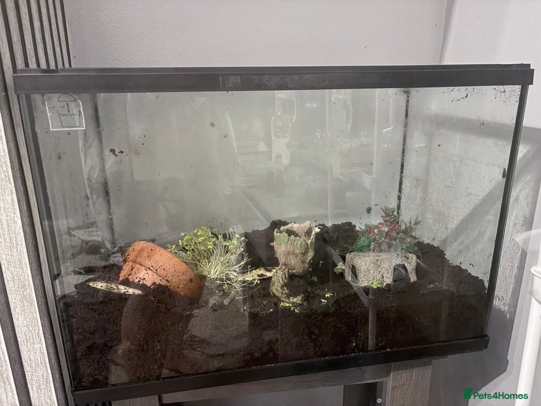 Snails invertebrates for sale: Giant African Land Snails - Advert 7