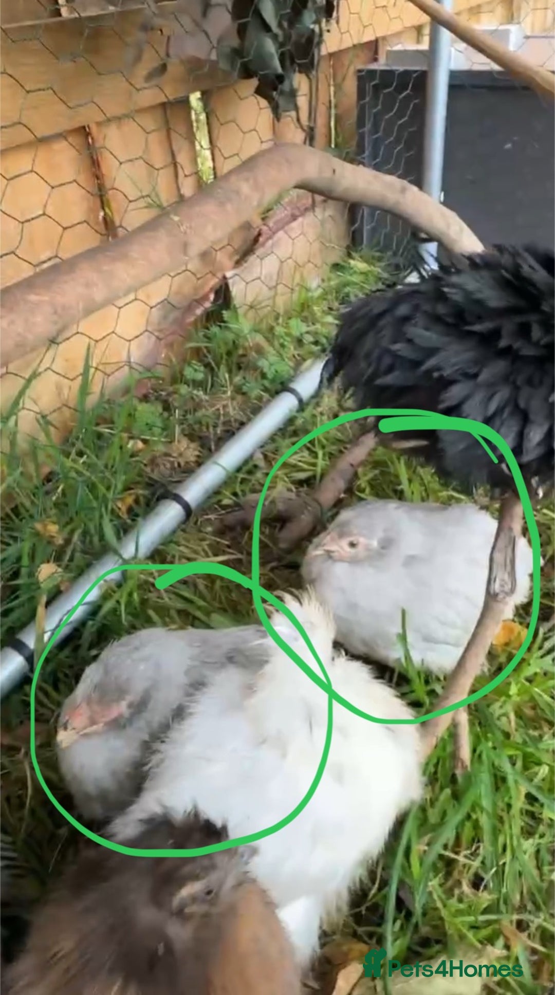Chickens poultry for sale: 2x lavender Pekin pullets & silkie hens  - Image 2