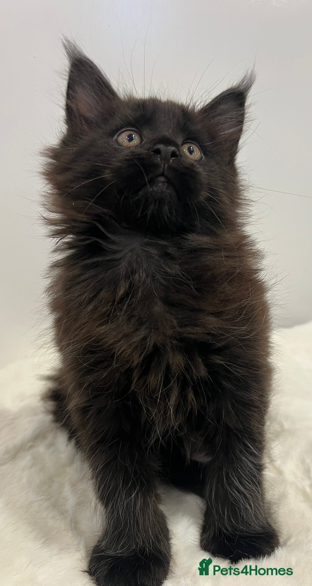 Maine Coon cats for sale: TICA stunning male black kitten Maine Coon XXL - Advert 6