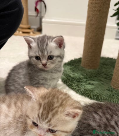 British Shorthair cats - Advert 2