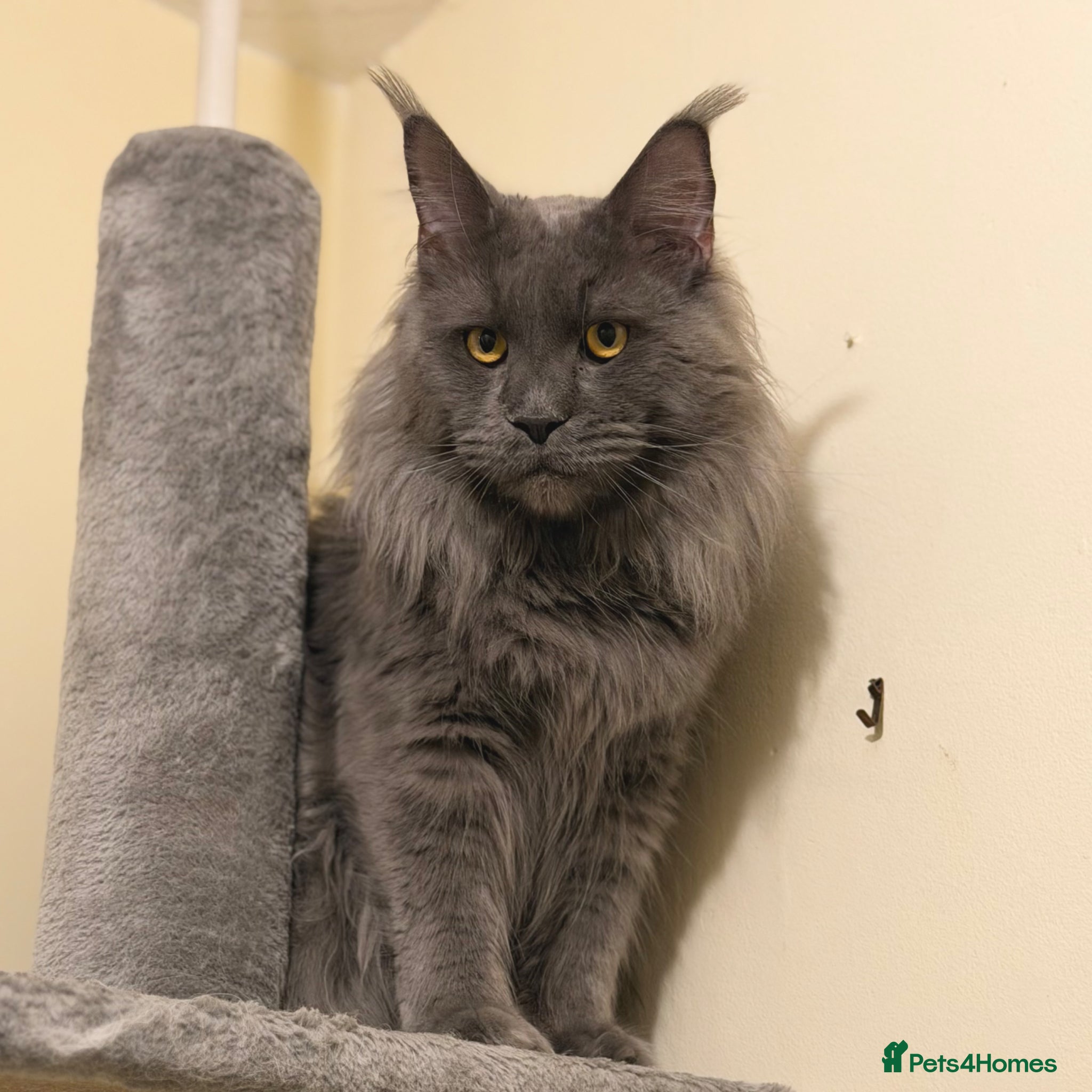 Maine Coon cats for stud: Champion Lines - Proven, Gentle - Blue Smoke - Advert 10