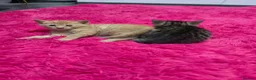 Mixed Breed cats for sale: Beautifull kittens ready to go  - Advert 37