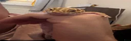 Leopard Gecko reptiles for sale: Leopard gecko in Aberdare - Advert 2