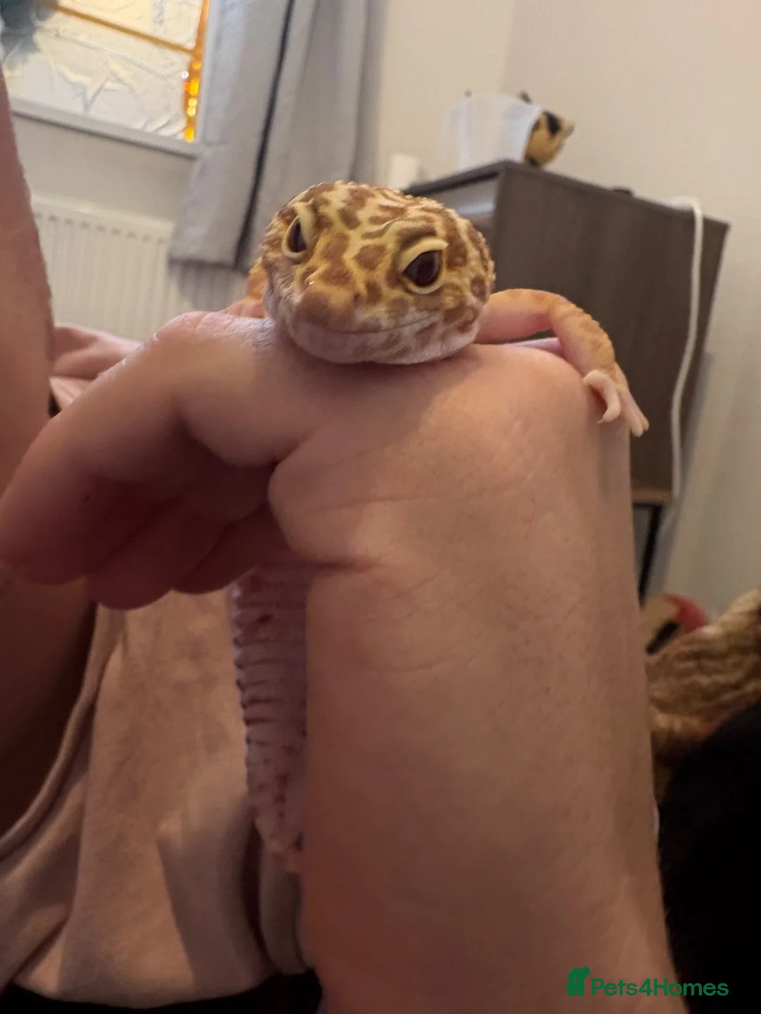 Leopard Gecko reptiles for sale: Leopard gecko in Aberdare - Advert 2