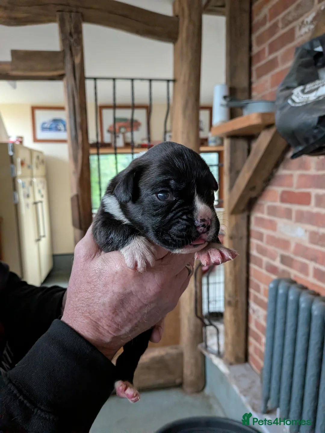 Boxer dogs for sale: Stunning KC registered boxer puppies  - Advert 12