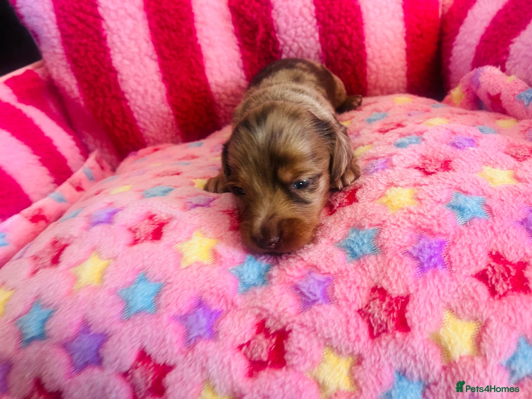 Miniature Dachshund dogs for sale: Stunning minature dachshund puppies - Image 17