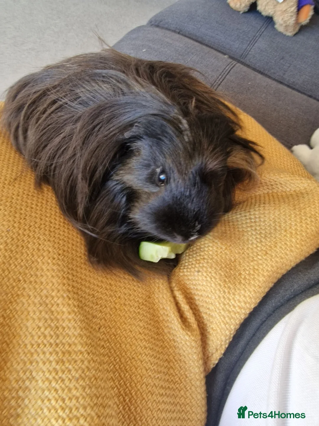 Guinea Pig rodents for sale: Bonded beautiful boys in Barnsley - Advert 10