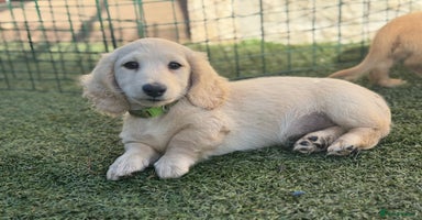 Miniature Dachshund dogs - Advert 13
