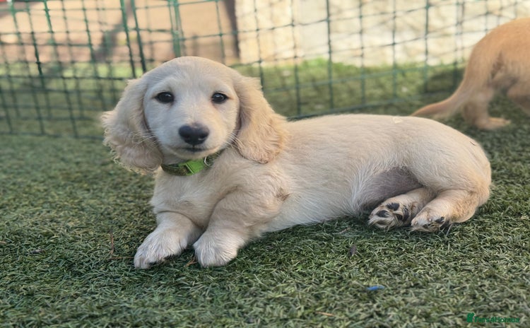 Miniature Dachshund dogs - Advert 3