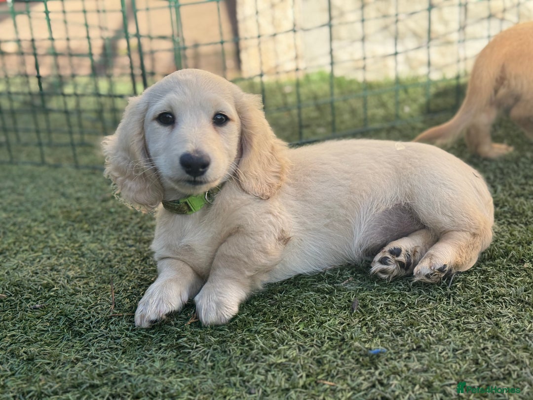 Miniature Dachshund dogs for sale: 🐾KC CREAM Long haired miniature dachshund  - Image 2