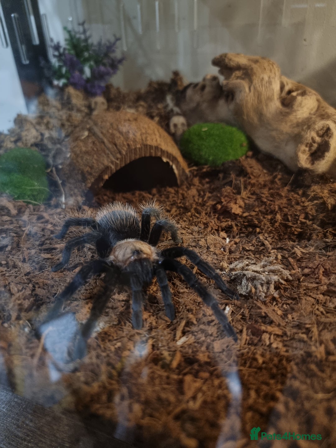 Spiders invertebrates for sale: Tarantula Collection 10 spiders  - Image 2