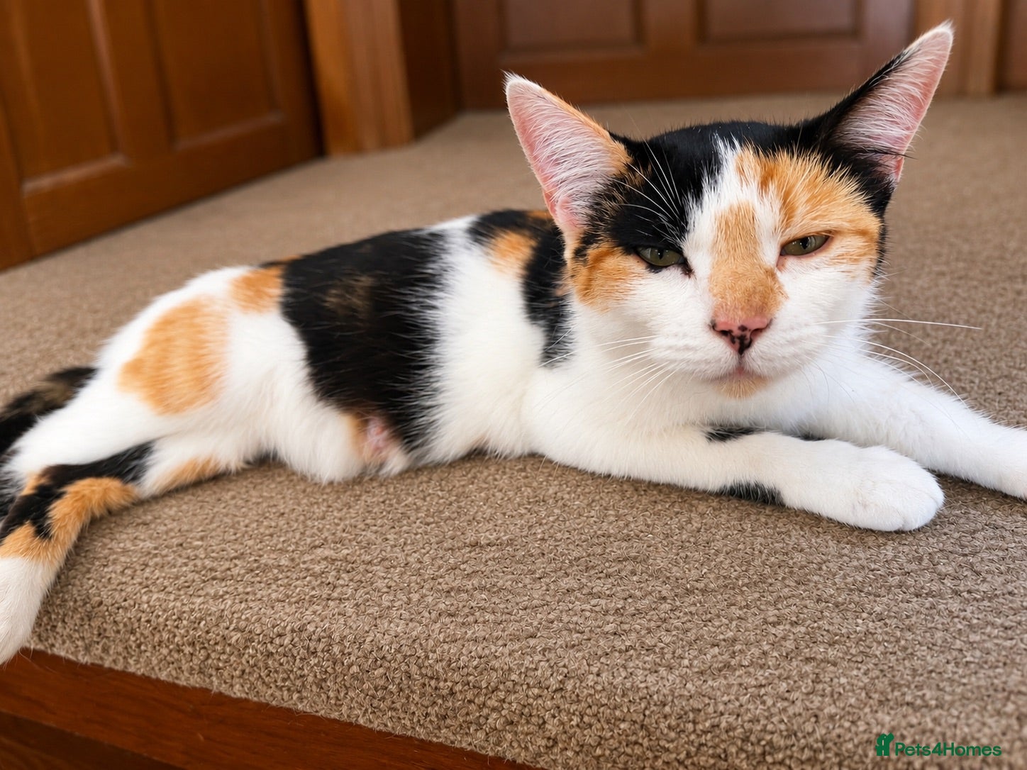 Mixed Breed cats Kittens for sale  - Advert 15