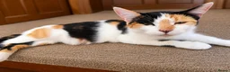 Mixed Breed cats for sale: Kittens for sale  in Wigton - Advert 1