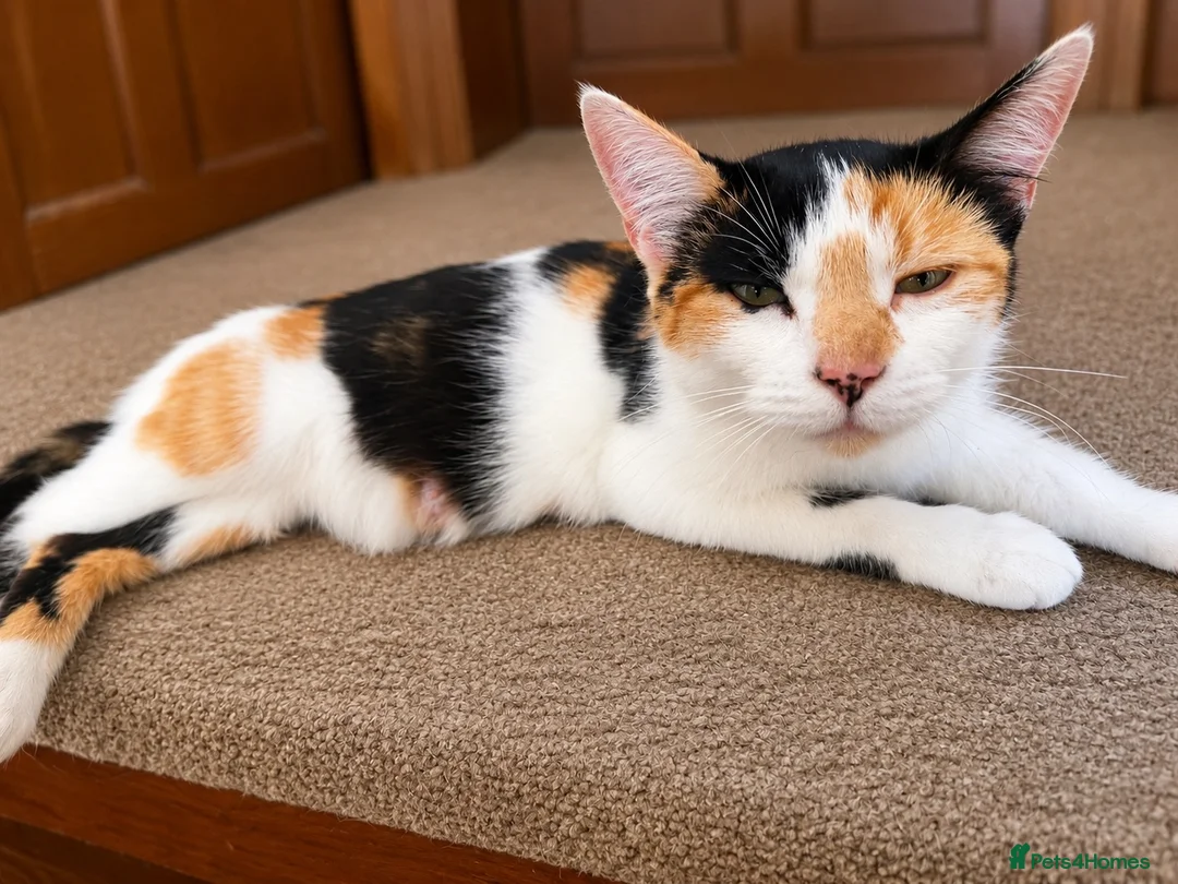 Mixed Breed cats for sale: Kittens for sale  in Wigton - Advert 1