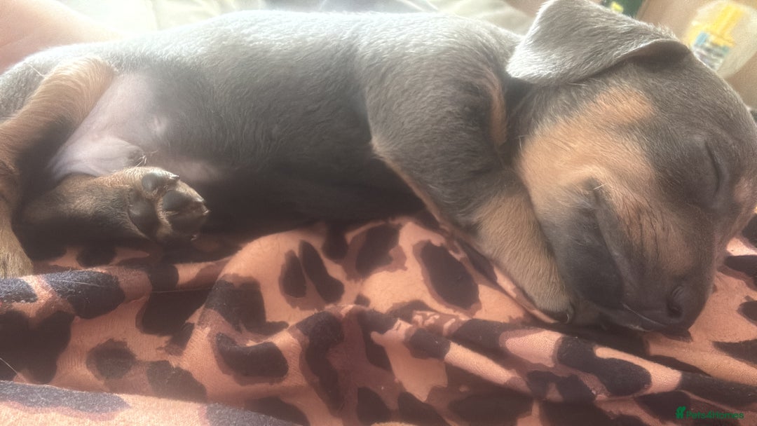 Miniature Dachshund dogs for sale: Gorgeous Miniature Dachshunds! Ready 23 Dec - Advert 8