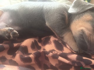 Miniature Dachshund dogs Miniature Dachshunds For Sale - Advert 16