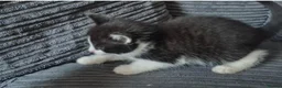 Mixed Breed cats for sale: Gorgeoeus mixed Breed kittens - Advert 12