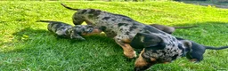 Miniature Dachshund dogs for sale: 🐾 LAST BOY LEFT - adorable miniature dachshund 🐾 - Advert 8