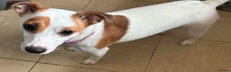 Jack Russell dogs for sale: Last female Jack russel puppy  in South Molton - Advert 2