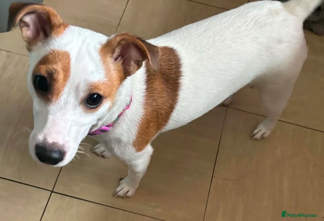 Jack Russell dogs for sale: Last female Jack russel puppy  in South Molton - Advert 2