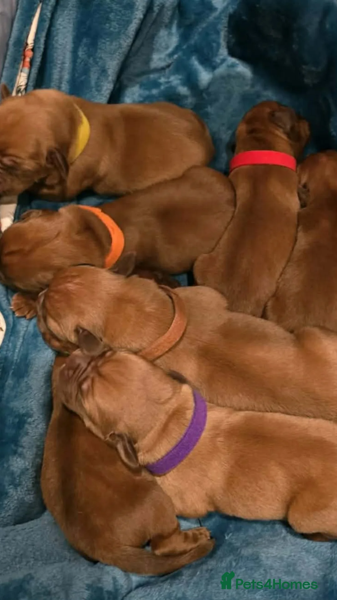 Dogue De Bordeaux dogs for sale: Stunning KC registered Dogue de Bordeaux  in Selby - Advert 2