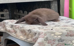 Mini Lop rabbits for sale: Beautiful mini lops - Image 14
