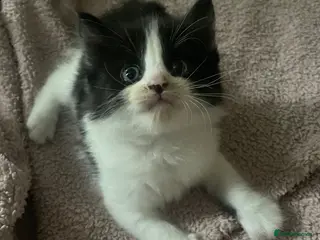 Turkish Van cats 5 male kittens ready - Advert 7