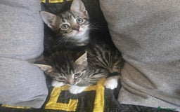 Bengal cats for sale: Adorable kittens - Image 3