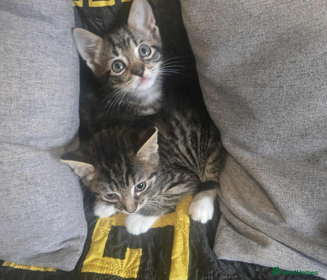 Bengal cats for sale: Adorable kittens - Image 3