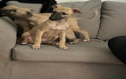 Whippet dogs for sale: Whippet puppies ready for new homes  - Advert 2