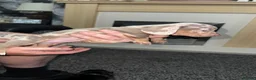 Miniature Dachshund dogs for sale: Ready to leave miniature dachshund pups in Bradford - Advert 15