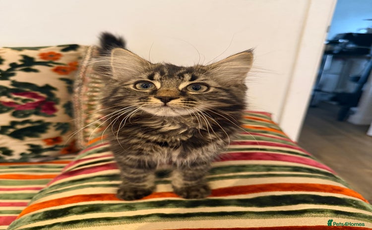 Mixed Breed cats - Advert 15