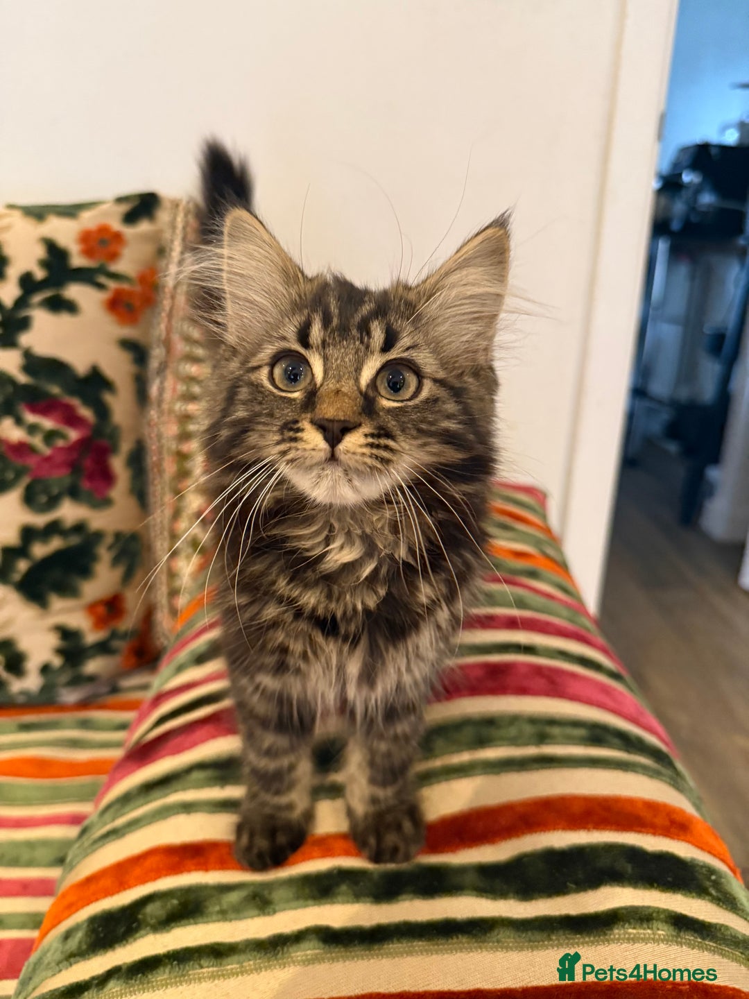 Mixed Breed cats for sale: 4 kittens ready to go  - Image 1