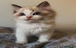 Ragdoll cats for sale: 🐾Tica full pedigree🩷 EU Ragdoll 🐱🐾DNA Clear ❤️ - Image 12